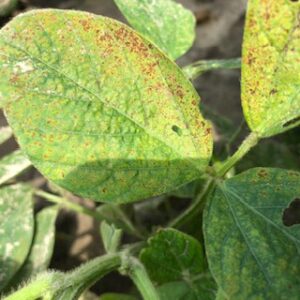 Cover photo for Zinc Toxicity