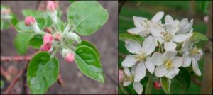 Photo showing pink bud and bloom phenology stages in apple