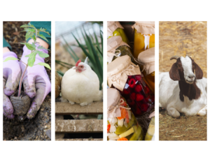 Collage that features gardening, Chickens, canning, and goats.
