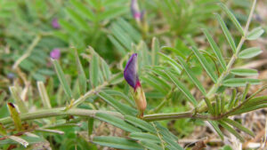 Common vetch flower