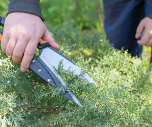Pruning juniper