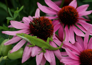 Carolina anole on purple coneflower
