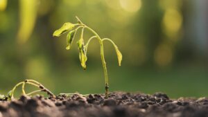 drought stressed plant