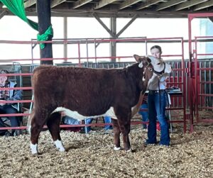 feeder steer