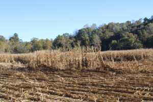 Field crops destroyed by Hurricane Helene in Henderson County.