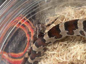 The darn cutest corn snake you've ever seen