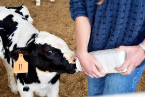 Young Holstein calf being bottle fed by a young participant of the WNC Dairy Steer project.