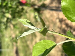 Early growth of a shoot on an apple tree
