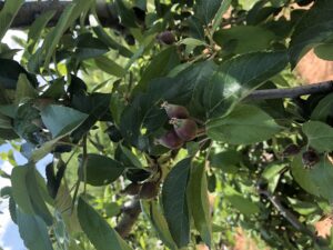 Early Fruit Set