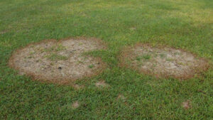 Lawn with two circular patches of brown, dead grass indicating large patch disease infection.