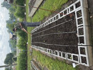 Young man hoeing in a raised bed made out of cinder blocks