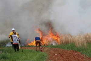 Cover photo for Triangle Prescribed Burn Association Starts a New Website