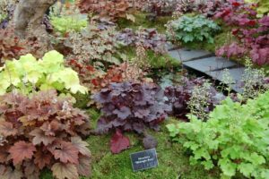 Heuchera cultivars Andy Mabbett CC BY-SA 3.0