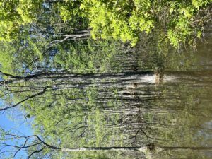 Highway rest area cypress swamp