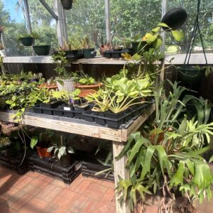 greenhouse with houseplants in it