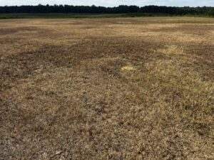 Cover photo for Prepare to Monitor Pests and Prevent Damages in Pastures (Upcoming Workshop and Webinar)