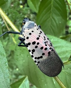A grey insect with black spots perched on a twig.