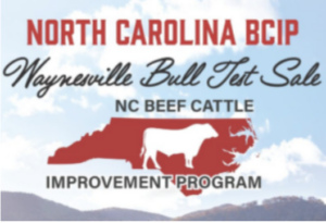 Cover photo for 2025 Waynesville Bull Test Sale