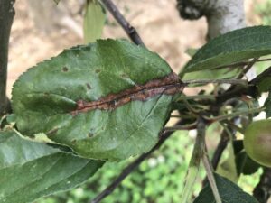 Cover photo for Apple Disease Update: Week of May 18, 2025