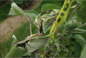 Shoot blight on apple tree