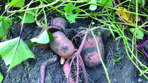 image of sweet potatoes with roots