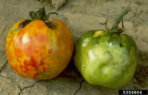 Two tomatoes showing characteristic discoloration from Tomato Spotted Wilt Virus, including mottled red and orange patches.