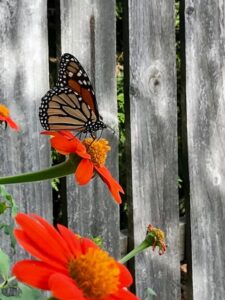 Flower with Monarch butterfly in the summer in Moore County Carol Bowman CC BY 2.0