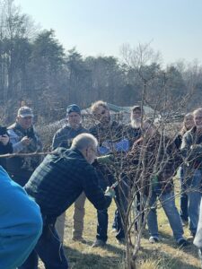 blueberry pruning