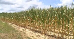 Corn crop