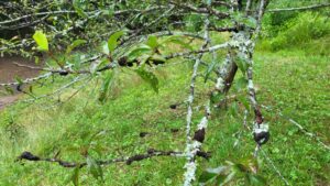 Black knot on a Plum tree