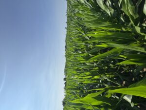 Cover photo for Pitt County Crops Update (June 2025)