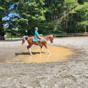 Cover photo for 2025 West District 4-H Horse Clinic Is in the Books