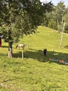 Cover photo for Heat Stress in Livestock
