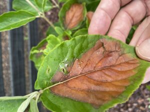 hydrangea leaf scorch