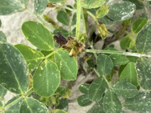 Cover photo for Note to Farmer About Thrips Peanut Notes No. 113 2025