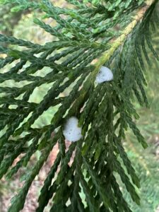 spittle bugs on Leyland Cypress