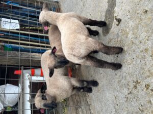 Cover photo for 2025 Macon County 4-H Lamb Program Is Off to a Great Start