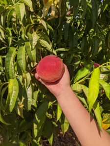 Cover photo for Peach Growers - Montgomery County, NC