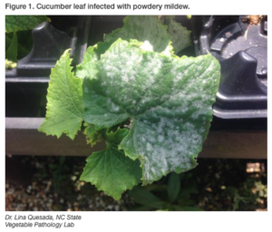 cucumber leaf with powdery mildew