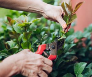 Pruning a camellia