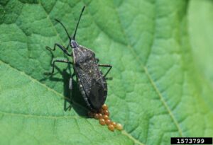 Close-up of an adult squash bug on a leaf next to a cluster of bronze-colored eggs
