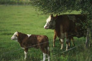 Cover photo for Livestock Producers Resources