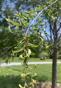 herbicide damage tree 2
