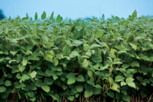 Cover photo for Soybean Management Considerations