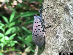 Adult spotted lanternfly