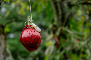 Apple maggot trap