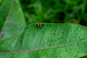 Cover photo for IPM Approaches for Summer Garden Challenges