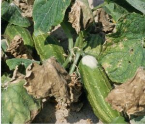 Cucumber suffering from summer heat