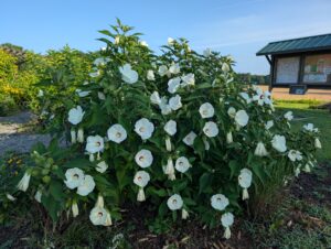 Hibiscus moscheutos shrub_Photo by Amanda Bratcher