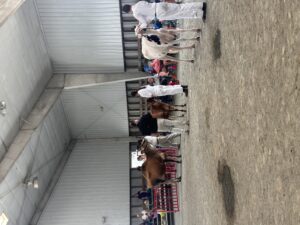 Cover photo for 2025 Orange County 4-H Dairy Calf Project